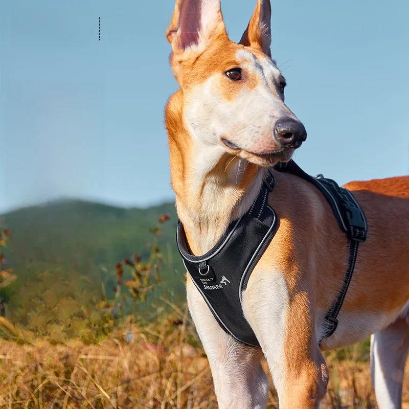 

Outstanding New Outdoor Lightweight Dog Leash Vest Style Dog Walking Harness for Small Medium Large Dogs Retractable Leash