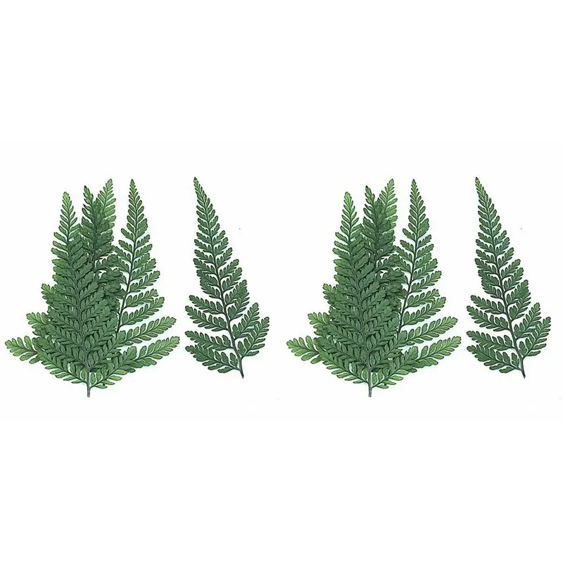 120 piezas de helecho verde seco para herbario, para hacer joyería, postales, tarjetas de invitación, fundas para teléfonos, hojas de Pennisetum