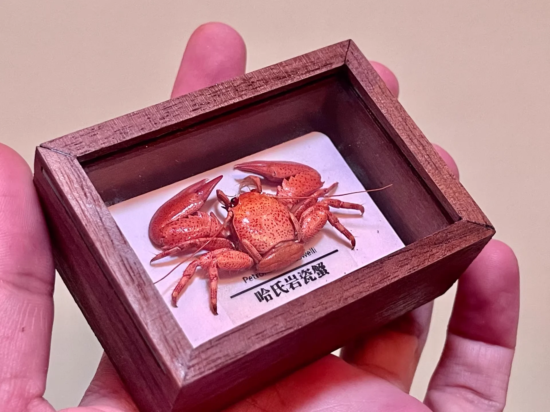 

Petrolisthes Haswelli Real Crab Specimen Special Handicrafts Collectors Home Decor Ornament Desk Decoration Customized