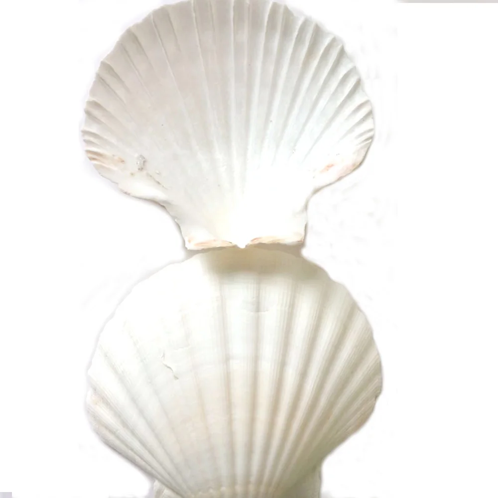 6pcs natural white Conch sea shell white scallop shell for fish tank decoration or gift