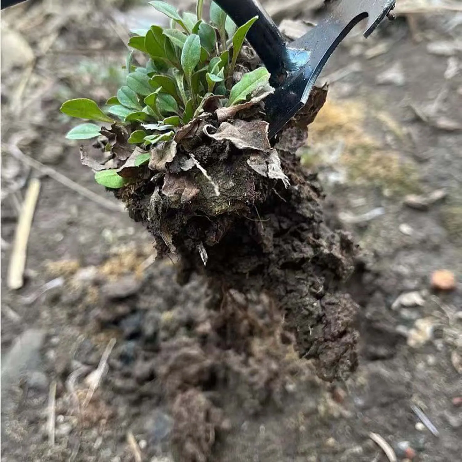 Deshierbe de mano para jardín, herramientas de deshierbe de hierro, extractor de malezas multifuncional para jardín, plantación, excavación, patio de césped