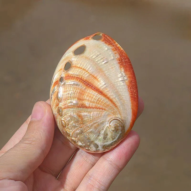 Natural Safflower Abalone Shell Fish Tank Landscaping Decoration Creative Home Collection Ornament Shooting Props Conch Crafts