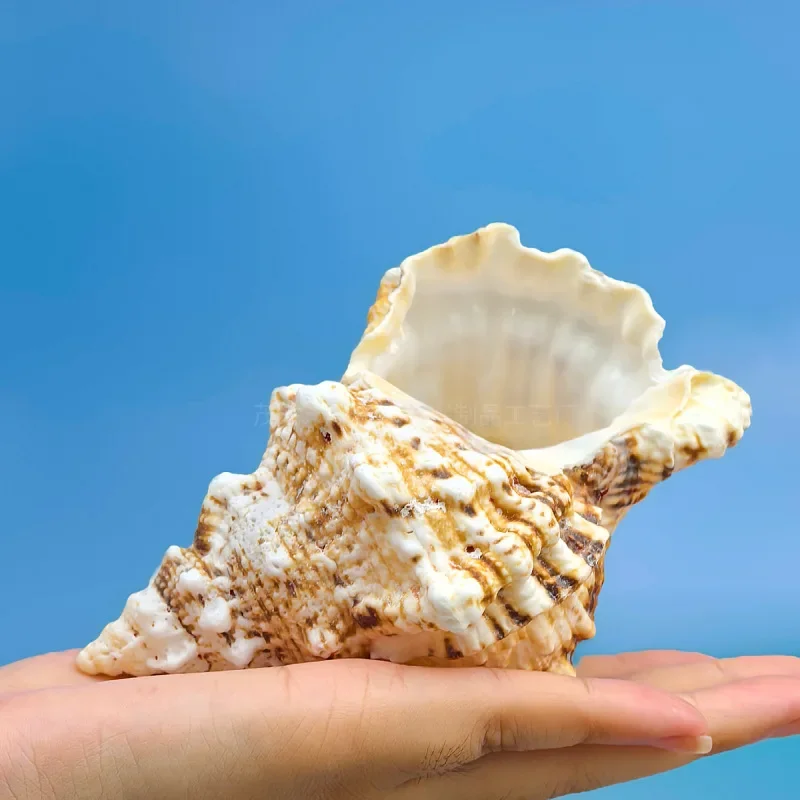Golden mouth frog snail shell stone snail horn fish tank home shooting ornament gift