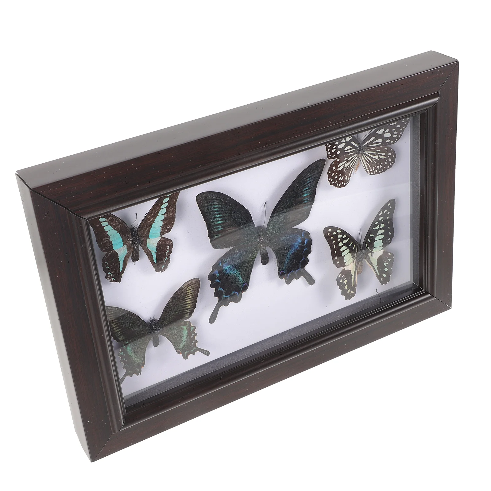 

Wood Photo Display Frame With Butterfly Specimen Wall Butterflies Specimen Decoration specimen display frame