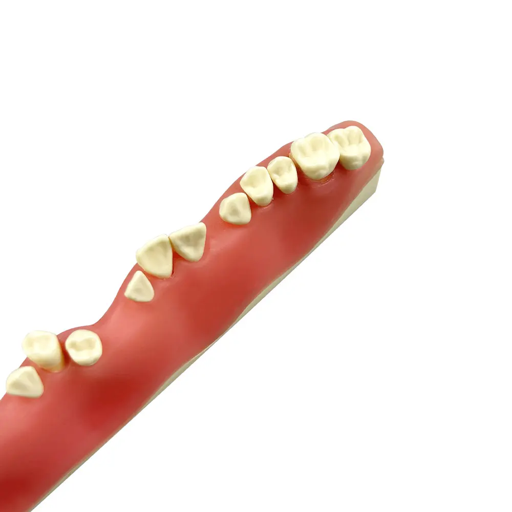 

Dental Practice Model Of Periapical Abscess Resection Dentistry Root End Abscess Excision Exercise Model For Teaching Training