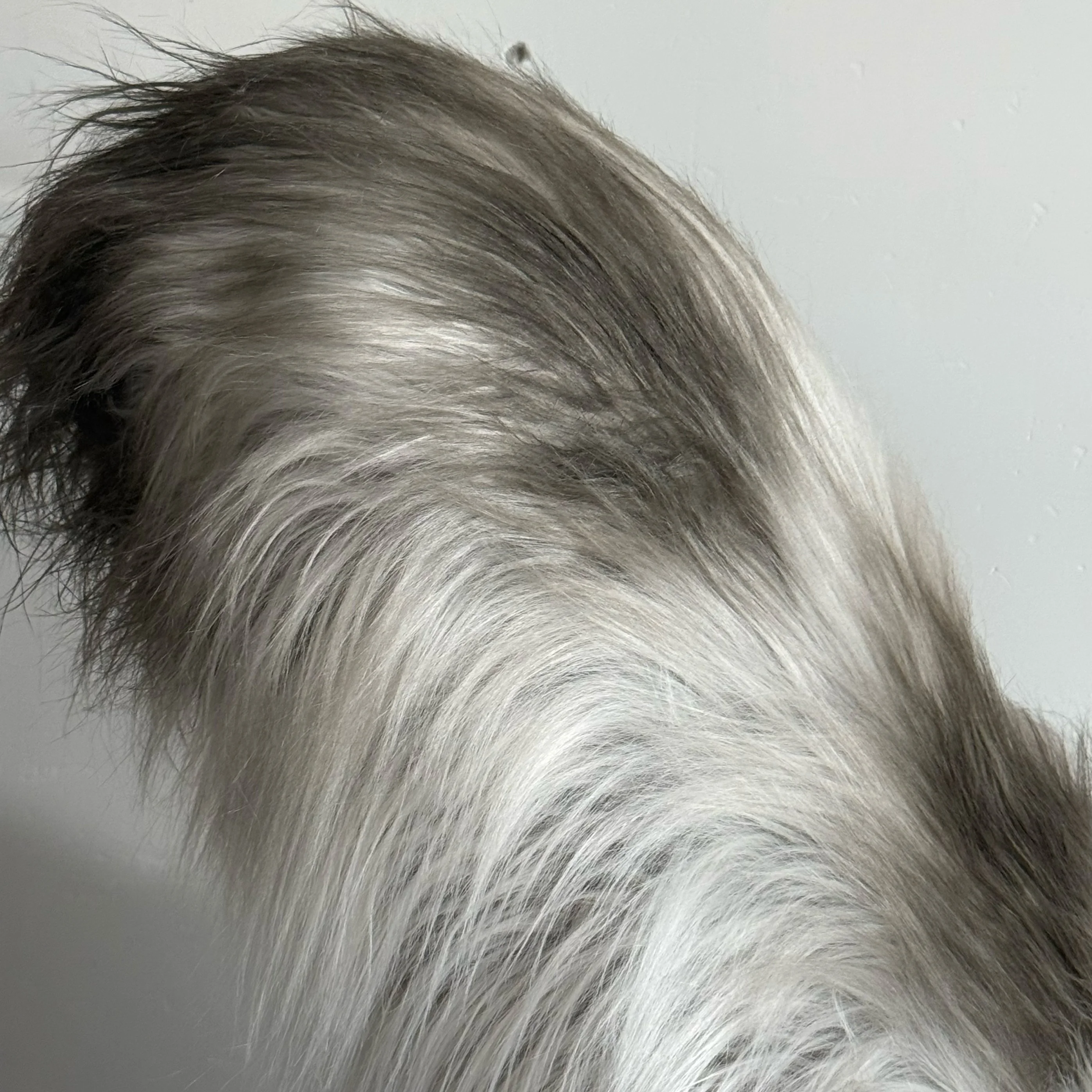 다람쥐 소녀 꼬리 코스프레 플러시 귀 할로윈 카니발 의상 액세서리 장난감 어린이 팬 파티 할로윈 선물