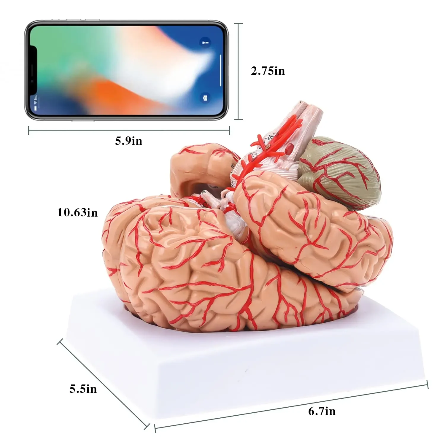 Modèle anatomique du cerveau humain, modèle de cerveau coloré anatomique précis pour l'enseignement de la classe scientifique, modèle médical