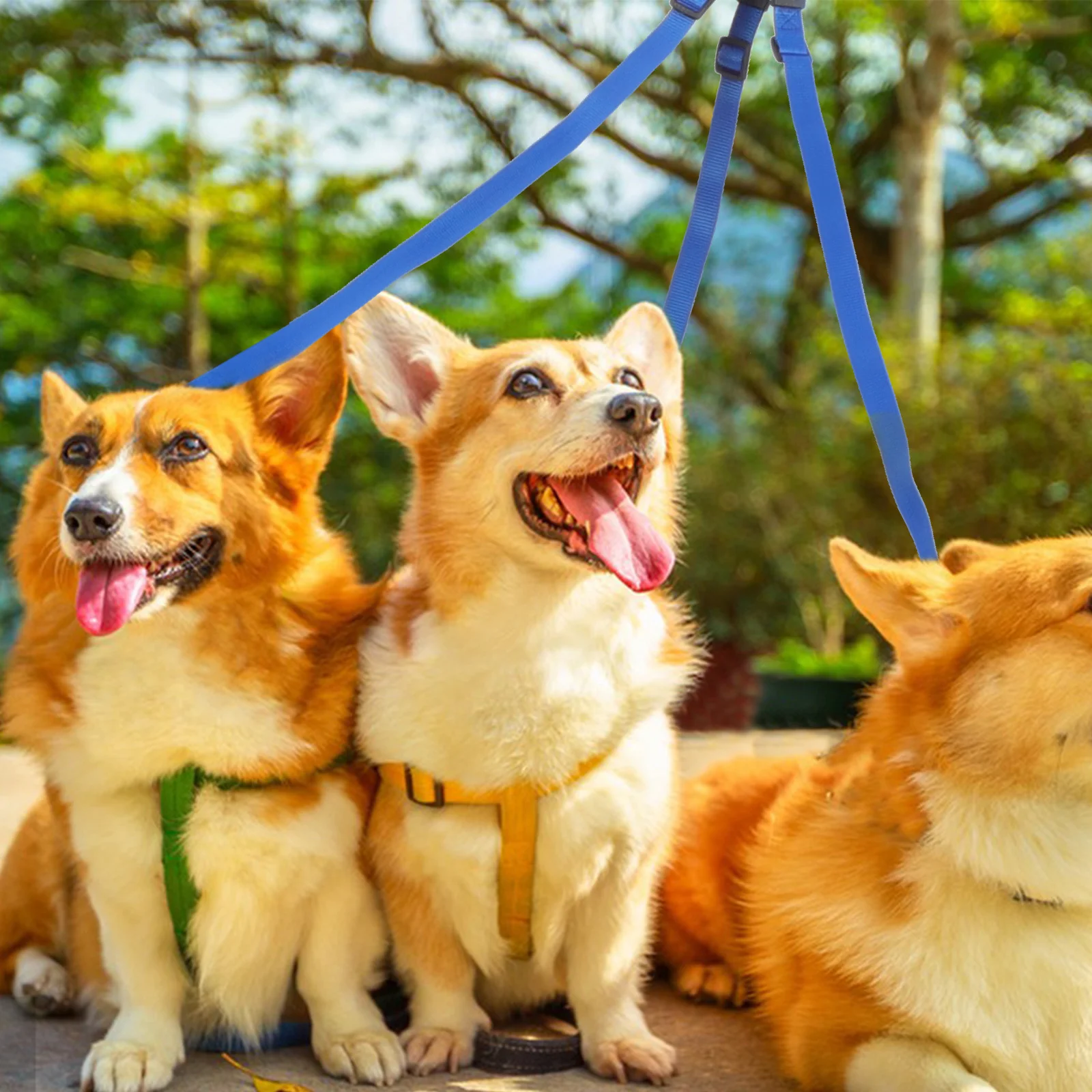 

One-Two-Three Pet Traction Rope Lightweight Durable Pp Webbing For Dogs Outdoor Walking Running Training Leash