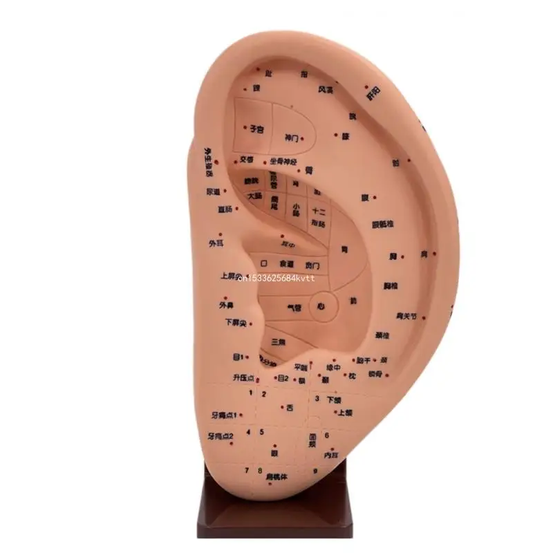 Massage Tools Ear Massage Model Anatomical Ear Model Ear Acupoint Display Model Dropship