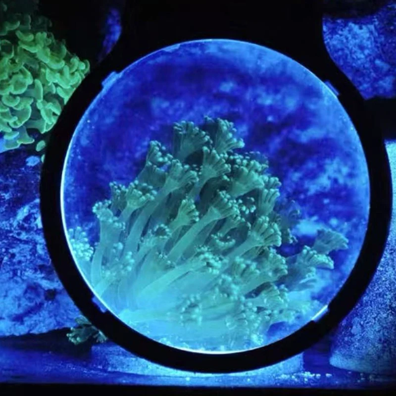 Aquarium Fish Tank Magnified Viewer 3 Times Optical Magnification to Display Coral Fish Decoration
