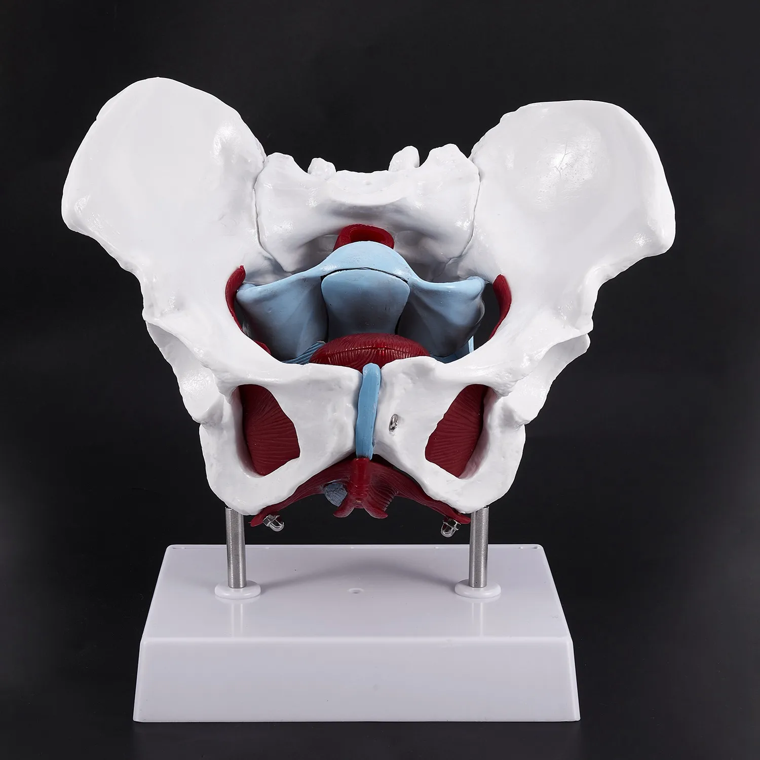 Female Pelvis and Reproductive Organs Model Female Bladder Pelvic Floor Muscle Rehabilitation Anatomical Model