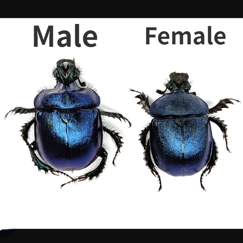 Real Dung Beetle Specimen Enoplotrupes Sinensis Female and Male Dung Beetle Insect Specimen Home Decor Statues for Decoration