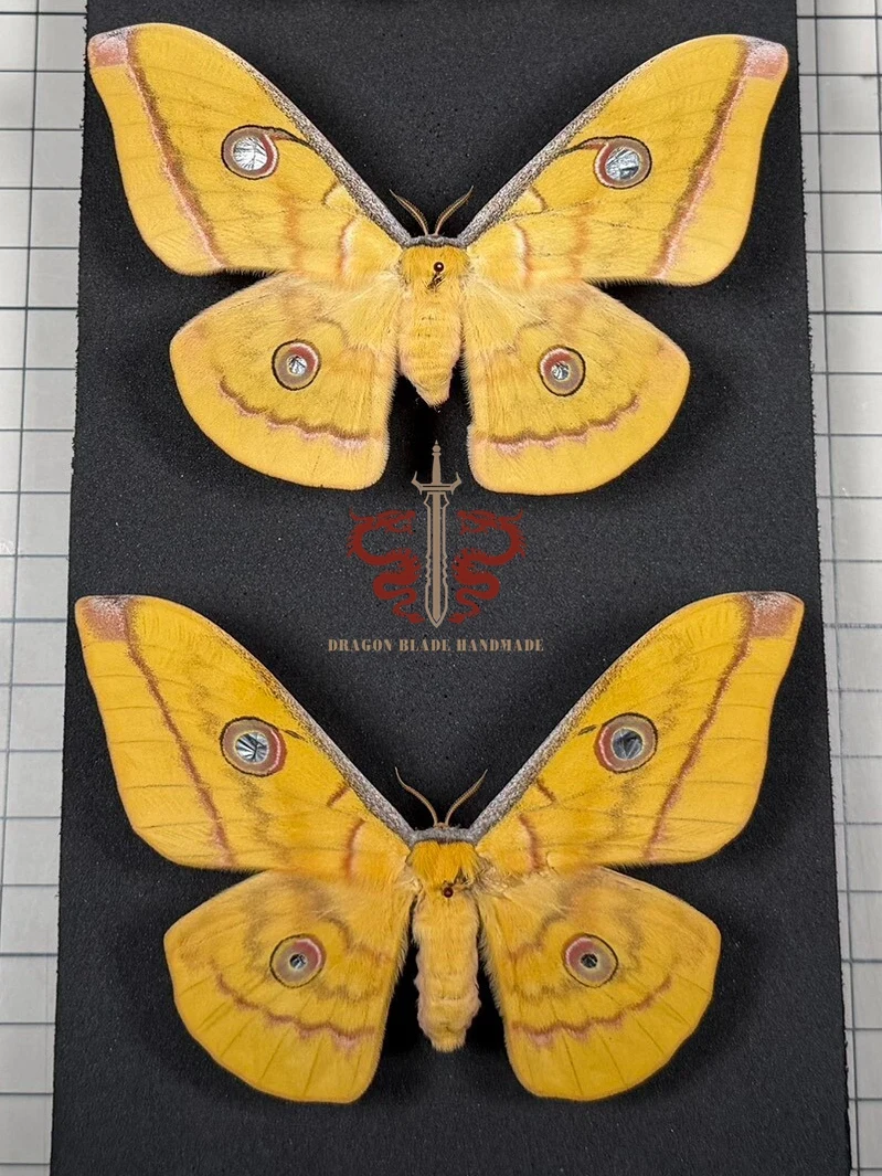 Moth specimen Antheraea frithi female, 1pc wings spread A1/A- high quality, Decorative Display Collection Gifts