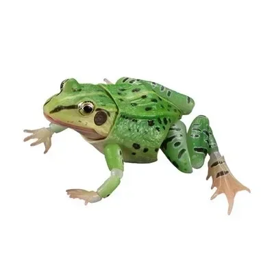 本物のガチャ玩具-バイオガイド-ラナ・ニグロマキュラタ-カエル-可動関節付きアクションフィギュアおもちゃ