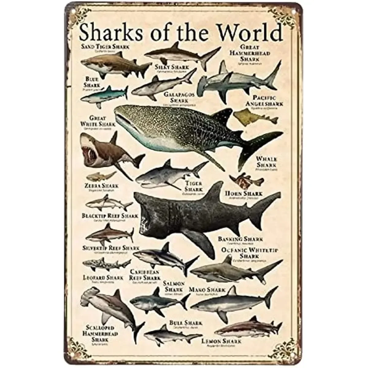 Sharks of The World Vintage Metal Tin Sign Wall Art Plaque Poster Retro Decor for Home Restaurant Bathroom 12x8inch 20x30cm