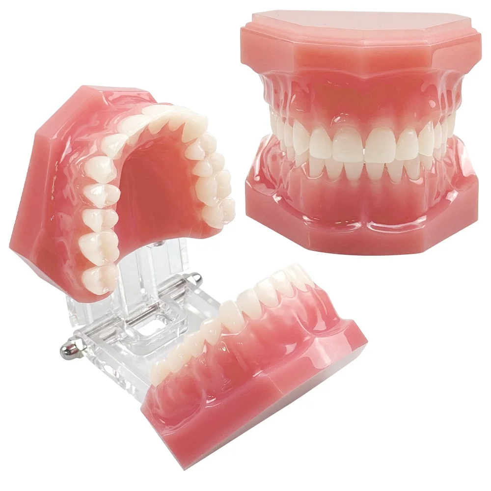 

M7003 Standard Dental Model 28 Teeth Teaching Model Soft Gum Resin Typodont Jaw Model For Dentist Students Studying Education