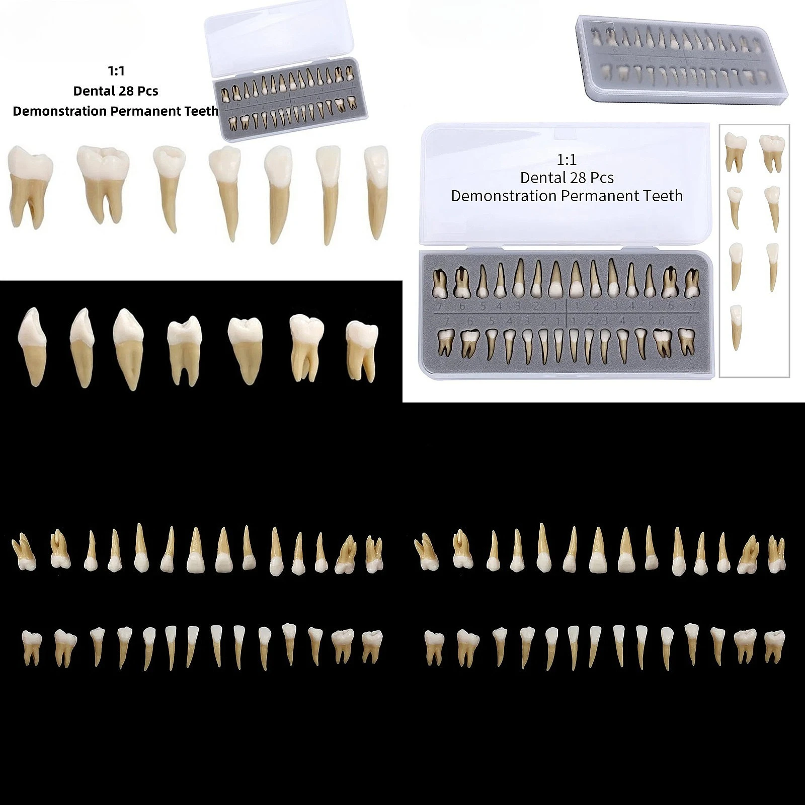Dentals 28Pcs 1:1 Simulation Resins Teeth Model for Education Teaching Study Demonstration