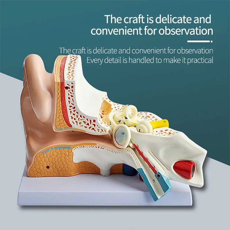 Human Ear Amplified Education 3d Model Display Show The Ear Structure to Customer Ear Canal Demonstration