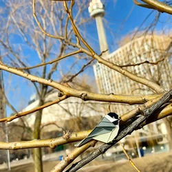 Chickadee Enamel Pin Bird Enamel Pin Origami Jewelry Chickadee Pin Chickadee Origami Bird Bird Gift Chickadee Gift Chickadee Pin