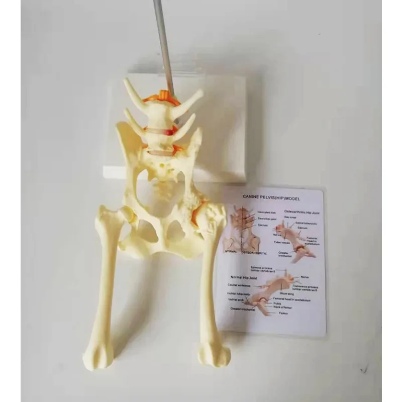 Anatomy Animal Dog Skeleton Hip Joint Medical Anatomical Model of Osteoporosis Pet Veterinary Teaching Aids