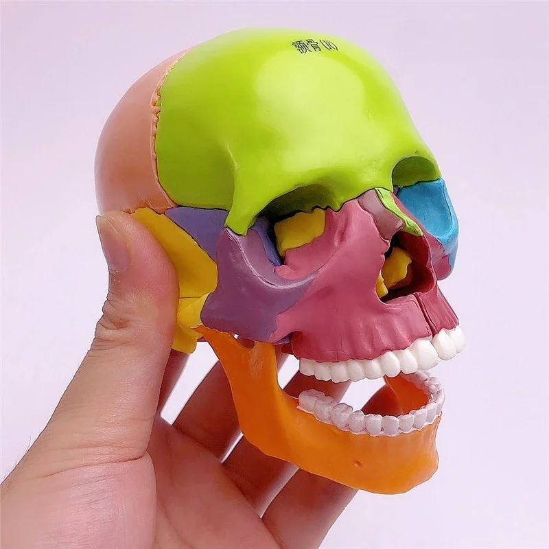 4D Art Medicine Human Skull Model Skull Model Detachable 15 Part Medical Teaching Toy Art Medical