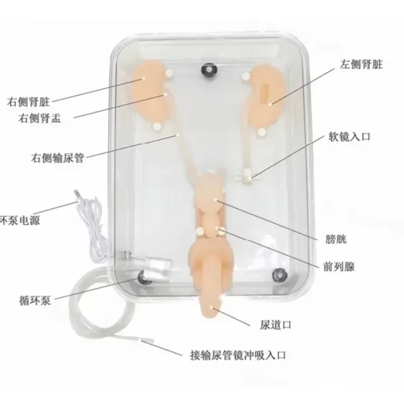 SY-NS12 High Simulation Adult Stomach Model 1 to 1 Ratio for Ureteroscopy Training Teaching Medical Anatomy Demonstration