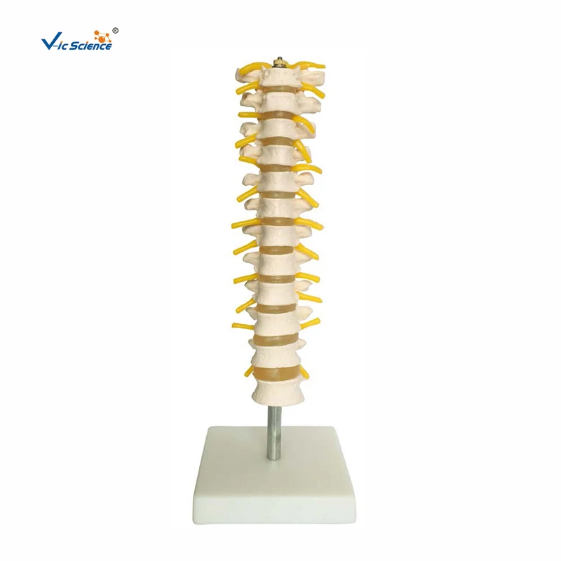 

Thoracic Spinal Column Anatomical Model