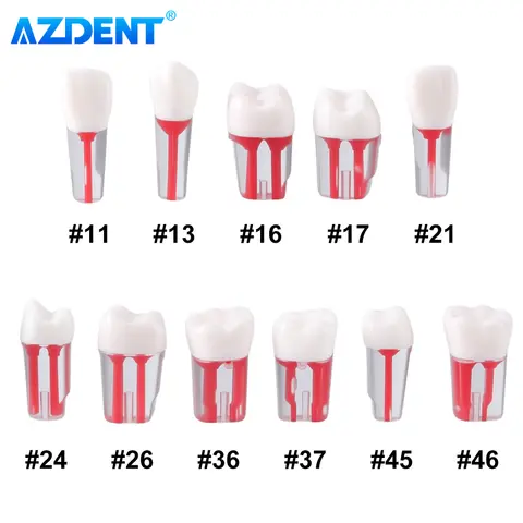 5PCS AZDENT Dental Endo Teeth Model Root Canal Block Training Endodontic RCT Practice Pulp Resin Tooth Study Teaching Dentistry