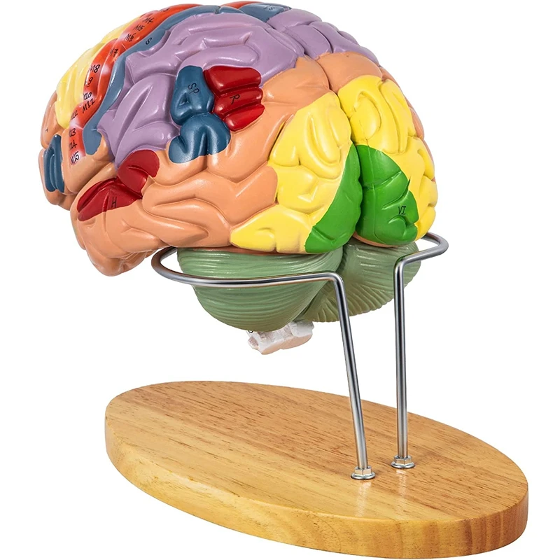 

Human Brain Model Anatomy 4-Part Model Of Brain Teaching Human Brain For Science Classroom Study Display Model