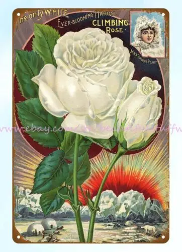 1898 Climbing roses Josephine Peary and borealis from Our new guide