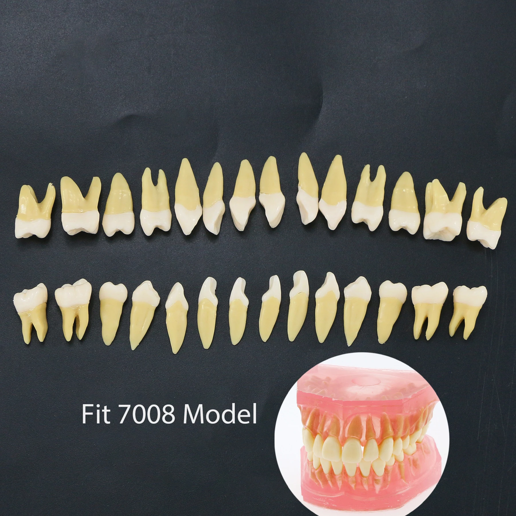 

Dental Teeth Colored Resin Tooth Particles Full Permanent Adult For Dentistry Teaching Studying Practice Demo M7021 28Pcs