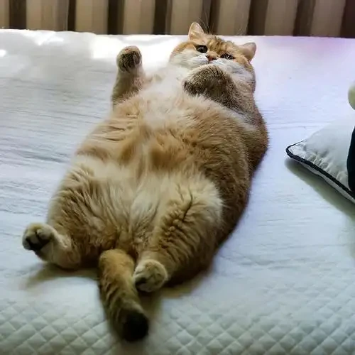 

Interesting fishing enthusiasts stickers, car glass, outdoor RV off-road, pickup truck door very cool decorative stickers