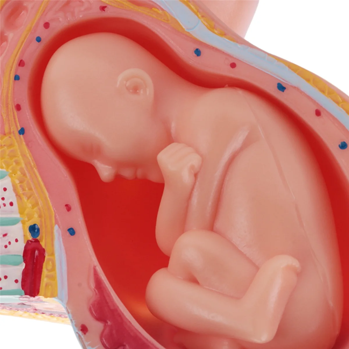 Human Female Anatomical Pelvic Fetal Model Pregnancy The Fetus Uterine Embryo Development Anatomy Pelvis Model Medical Teaching