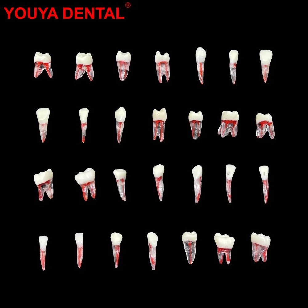 1 szt. Endodontycznego Model zębów stomatologicznego praktyka kanałowa blokowa stomatologia RCT nauka mycia zębów Endo jamy miazgi