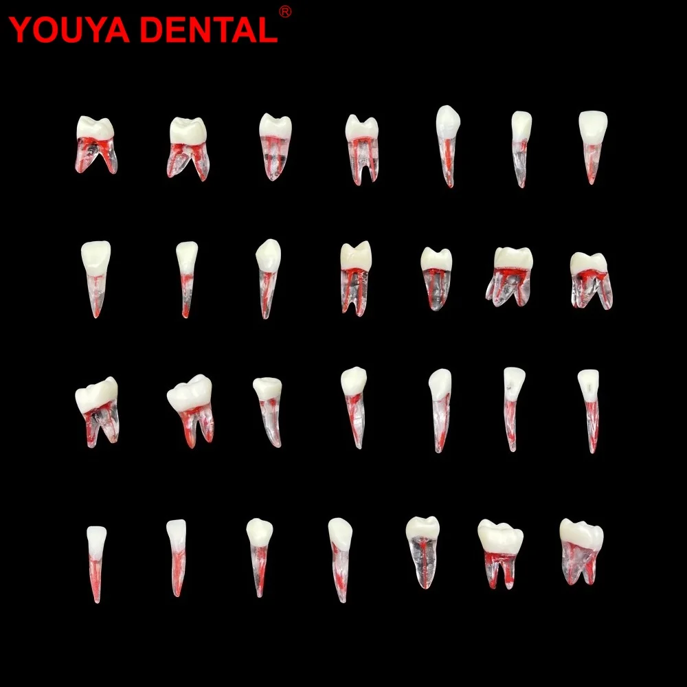 치내요법 치아 모델, 치과 연습 근관 모델 블록, 치과 RCT 펄프 공동, 치아 훈련, 교육 연구, 1PC 
