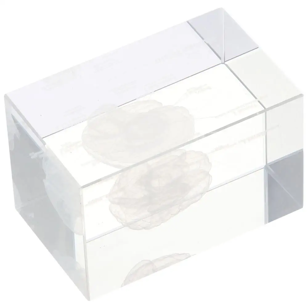 with Labels Clear 3D Human Brain Crystal Glass Cube Anatomical Model Home&Office Decoration