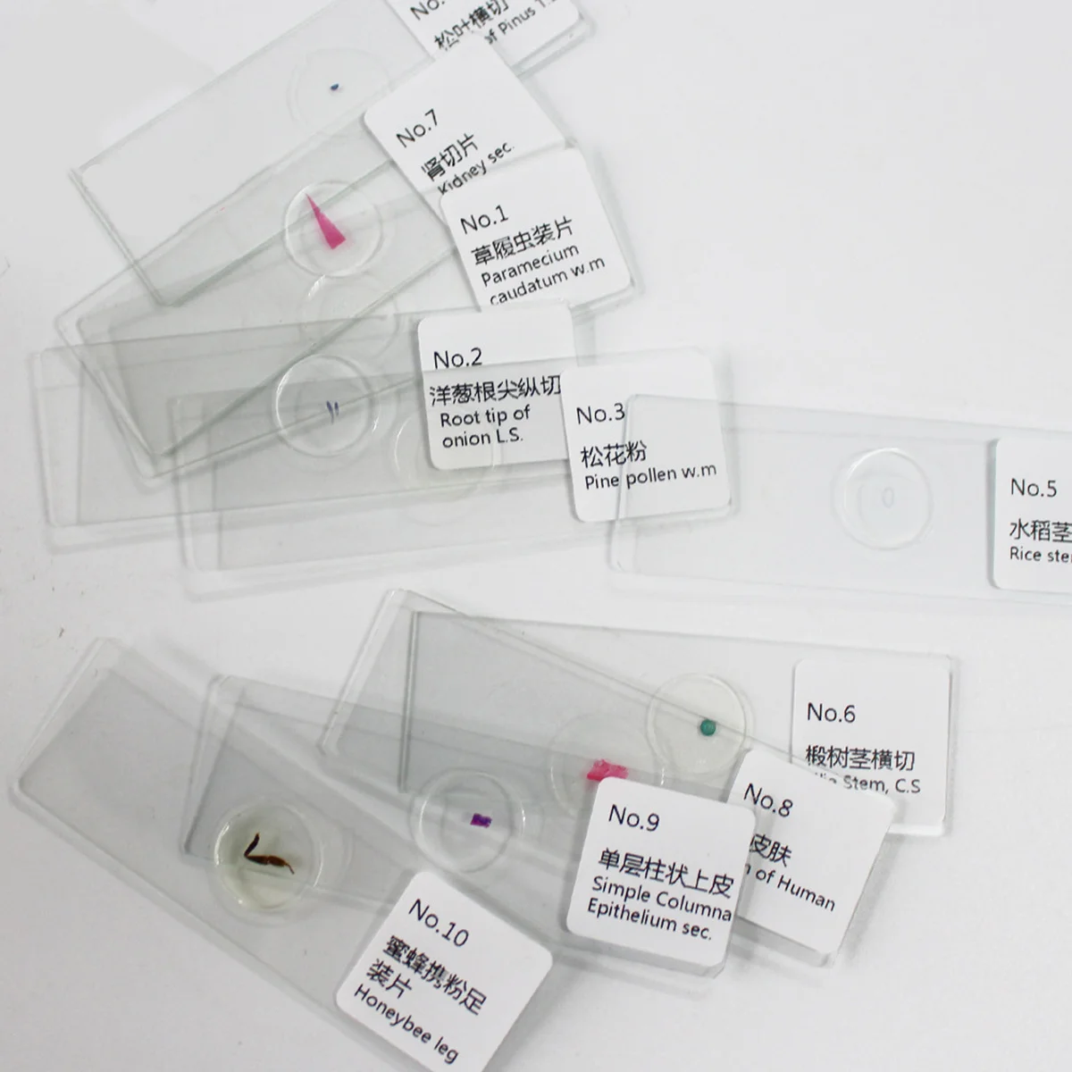 

10Pcs Biology Sample Specimens Microscope Prepared Slides Set Educational Glass Specimen Slides for Science Study