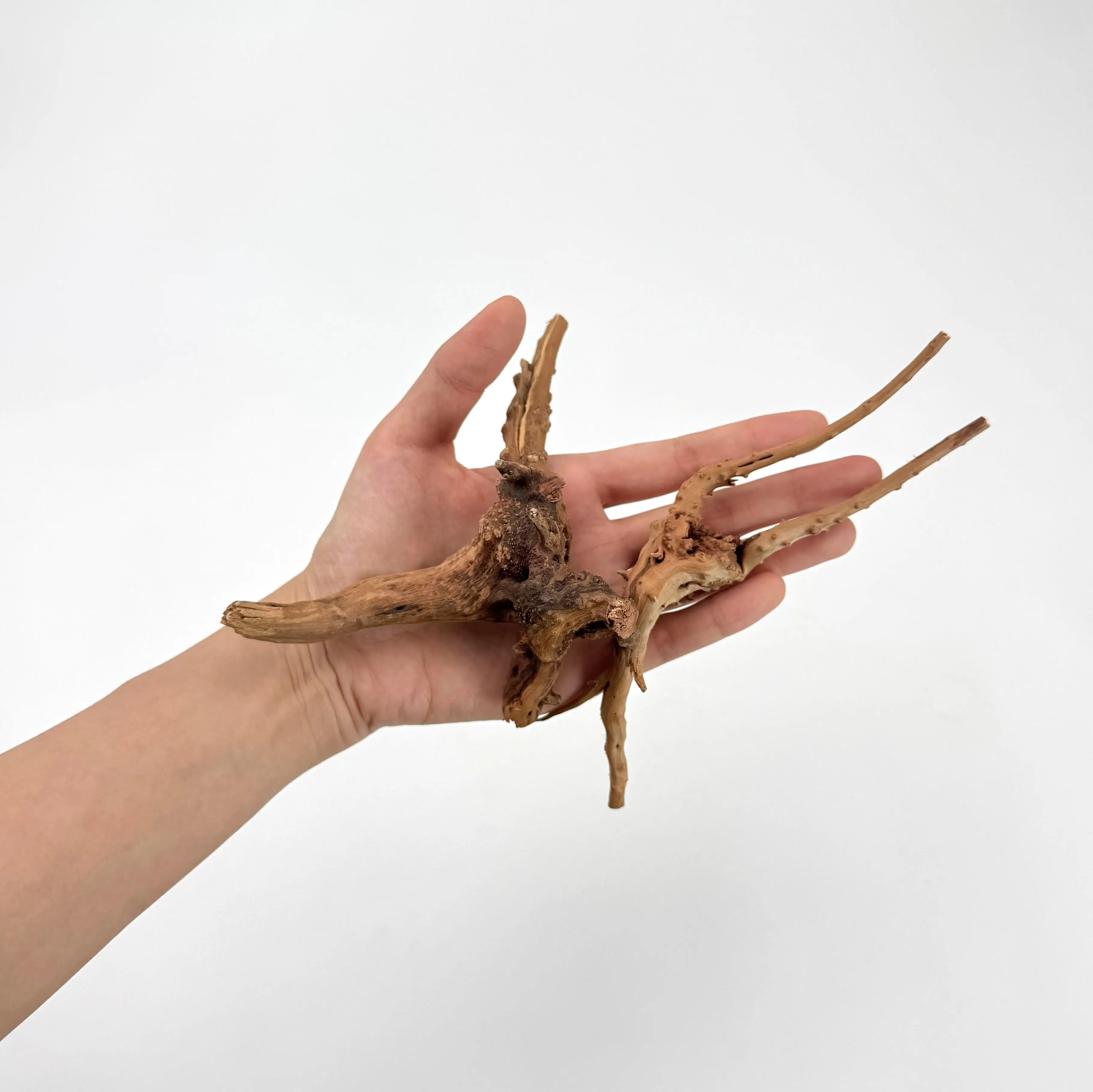 Planted Aquarium With Driftwood - 2 stuks natuurlijk klein spinhout drijfhout