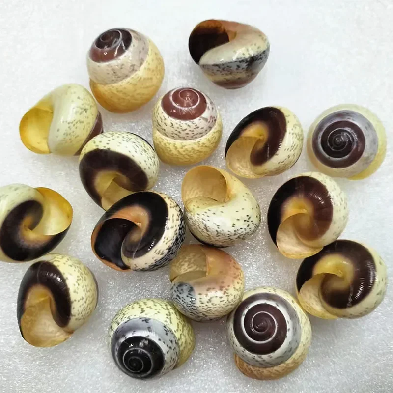 Morula Musiva Natural Rare Sea Snail Shell Specimen Snail Collection Decoration Nautical Home Decor Seashells Ocean Decor 2-3cm