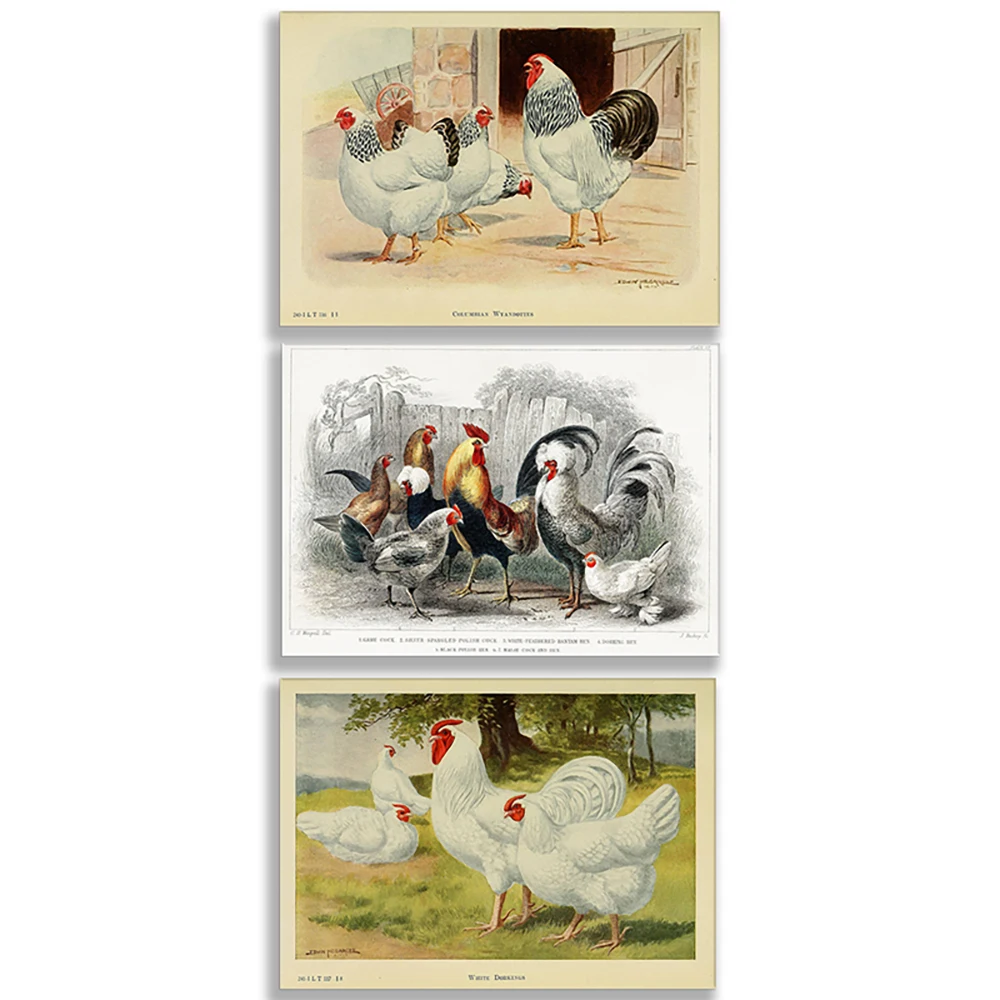 Andalusian Chicken, Minorca Chicken, Spanish Chicken, La Fletcher Chicken, Camping Chicken, Plymouth Rock White Vintage Poster
