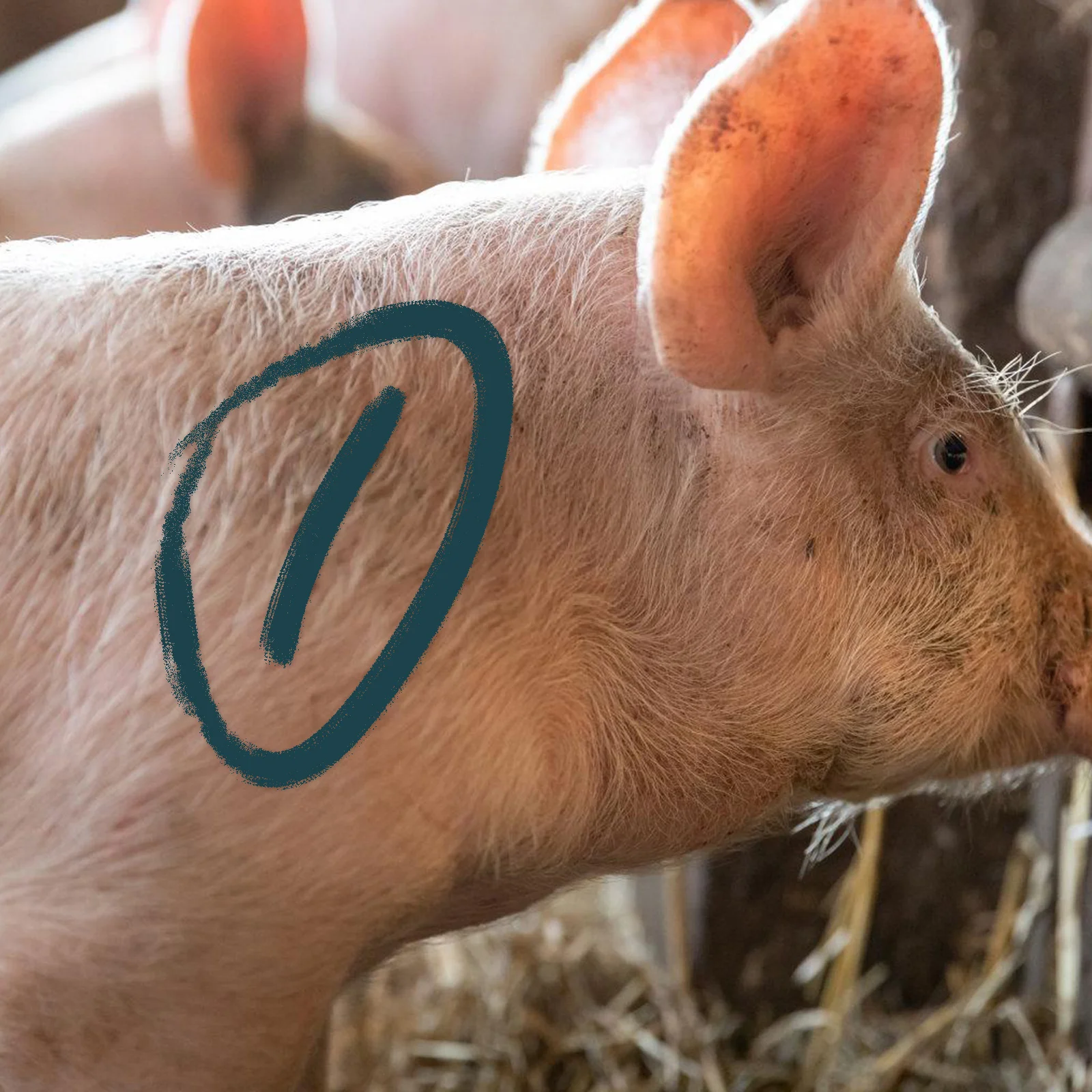 

5 Pcs Livestock Marker Animal Marking Sticks Farm Supplies Tools Wax Crayons Cattle Sorting Identification Pig Cow Goat Sheep