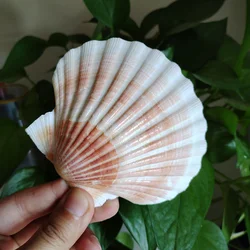 2 pcs Natural Orange Lion's Paw Baking Sea Shells Conch White Scallop Shell DIY Special for Painting Fish Tank Decoration 9-12CM