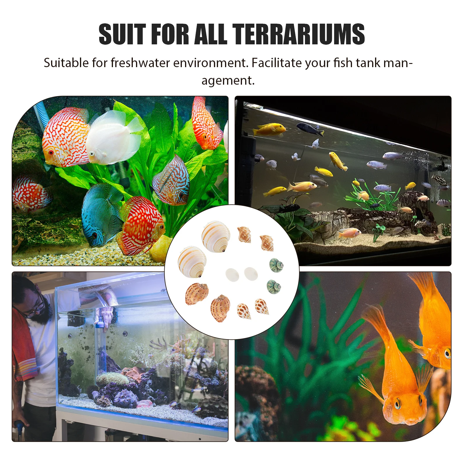 

12Pcs Natural Conch Shell Ornament Fish Tank Decoration Durable Aquarium Landscaping Safe Shell Adornment Fish Tank Decorations