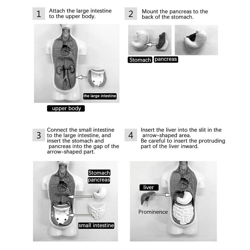 Hot TTKK 2X 3D Rimovibile Anatomico Torso Umano Modello Del Corpo Per Il Giocattolo Educativo Struttura Del Corpo Umano Insegnamento Per Il Bambino Studente Del Capretto