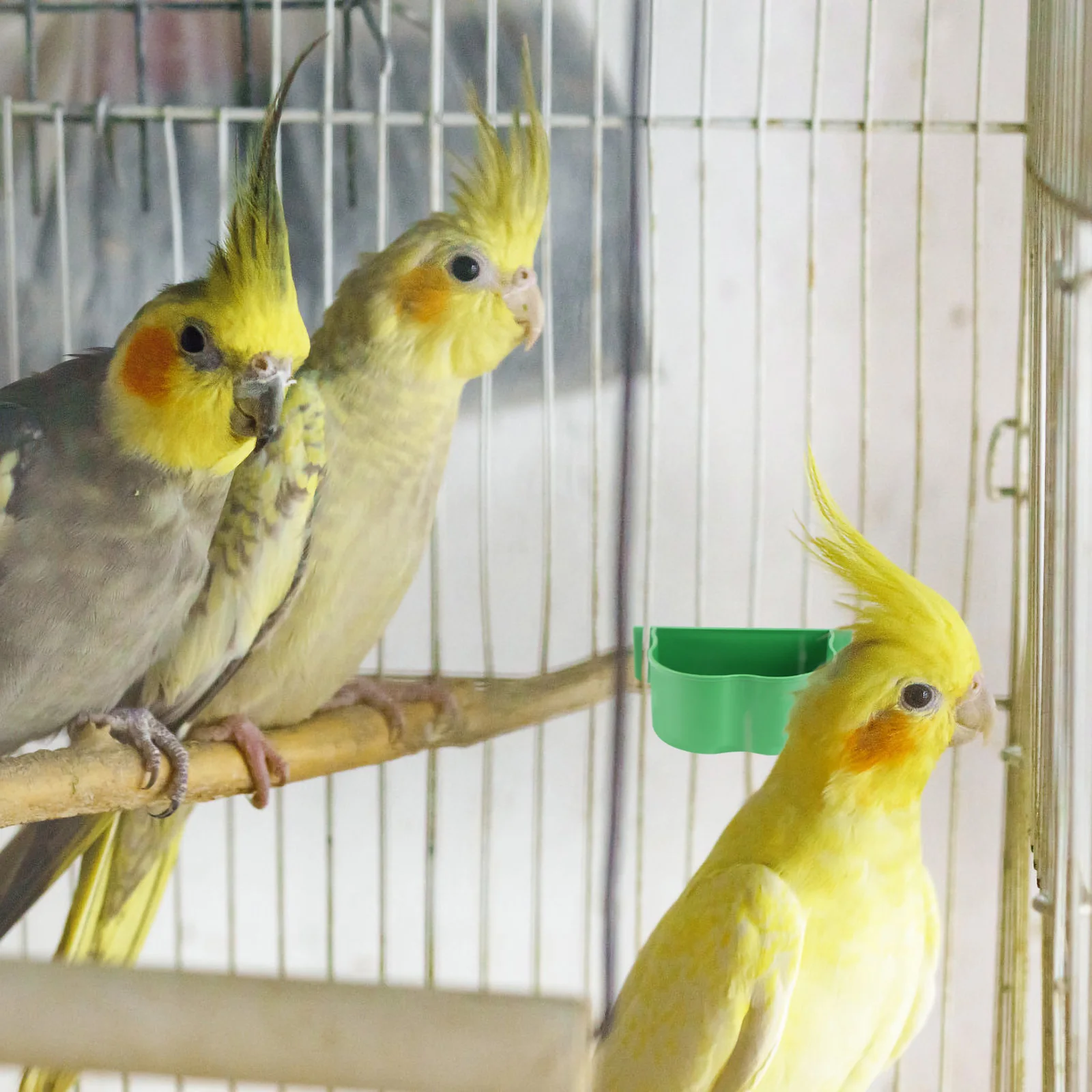 

20PCS Pet Feeding Bowls Food Boxes for Birds Rabbit Squirrels Durable Cage Accessories Animal poultry feeding box pet birds