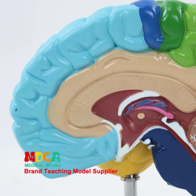 Brain Model Human Body 1:1 Right Hemisphere Functional Area Anatomy Human Brain Model Medical Teaching Brain Structure Model