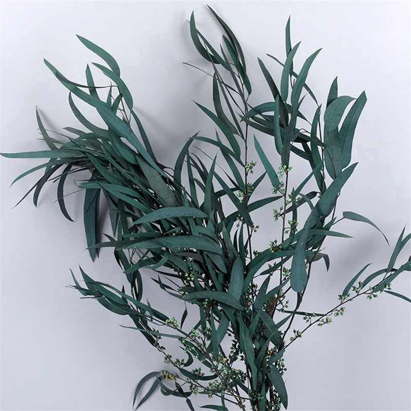 Natural Eucalyptus Leaves Dried Flower Preserved Eucalyptus Leaves Real Plant DIY Wedding Home Decoreucalyptus Branches Stems