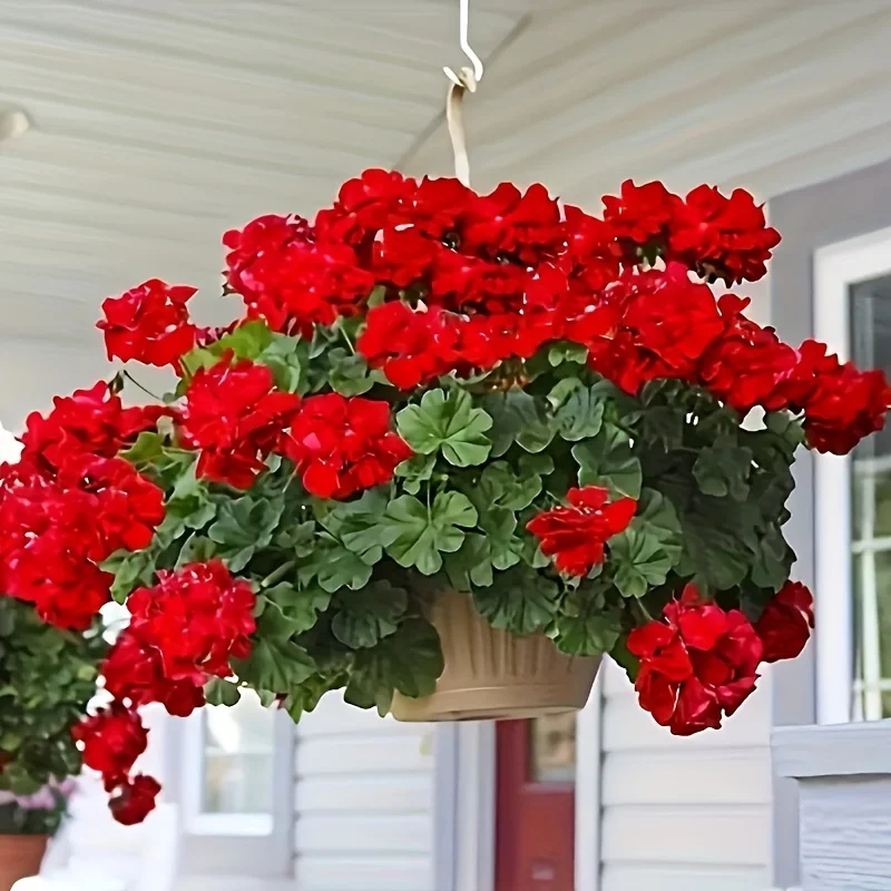 

4-Pack Without Vase Vibrant Red Artificial Geraniums - Realistic Plastic Flowers Suitable for Indoor and Outdoor Decoration, Perfect for Home, Garden, Porch, and Seasonal Holidays - No Pot Included, Holiday Home Decor | Realistic Floral Displays | Lifelik