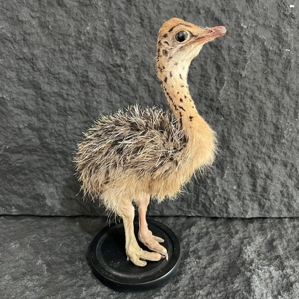 

Stuffed Ostrich Specimen Animal Taxidermy Home Decor Perfect for Collecting, Special Unique Gifts