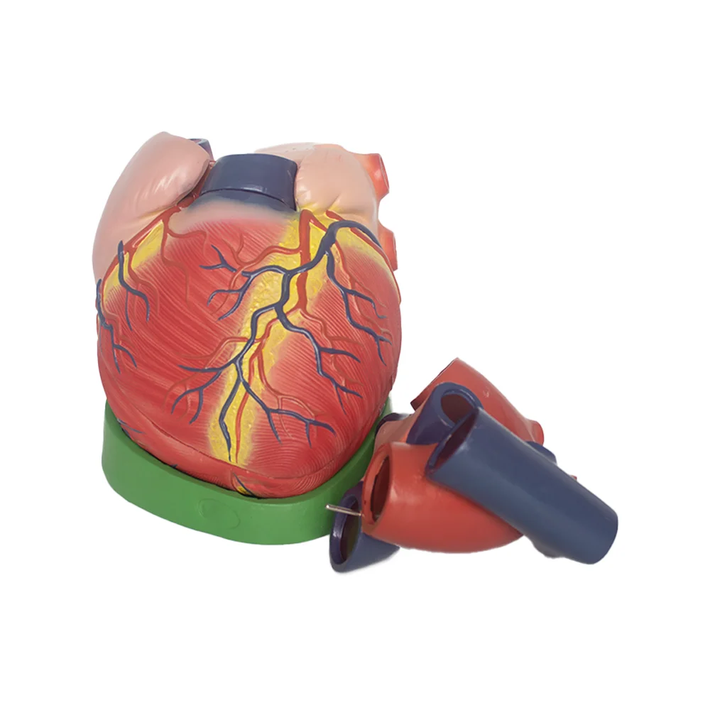 Dissecting human heart model Detachable teaching model
